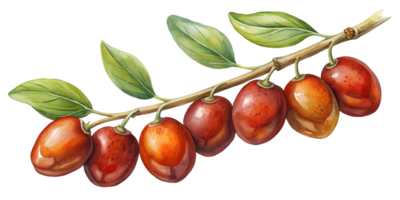 Branch with Jujubes - Isolated on Transparent Background png