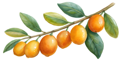 Branch with Kumquats - Isolated on Transparent Background png