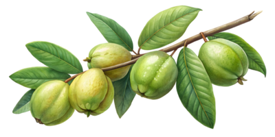 Branch with Guavas - Isolated on Transparent Background png