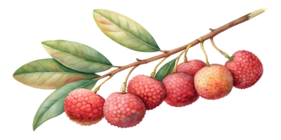 Branch with Lychees - Isolated on Transparent Background png