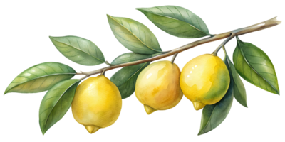 Branch with Lemons - Isolated on Transparent Background png