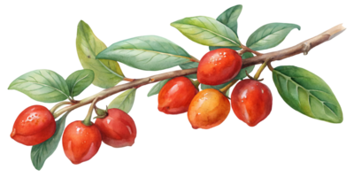 Branch with Miracle Berries - Isolated on Transparent Background png