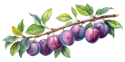 Branch with Plums - Isolated on Transparent Background png
