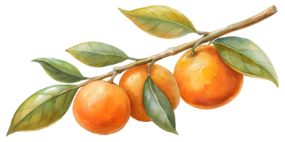 Branch with Oranges - Isolated on Transparent Background png