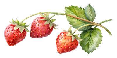 Branch with Strawberries - Isolated on Transparent Background png