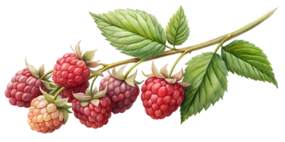 Branch with Raspberries - Isolated on Transparent Background png