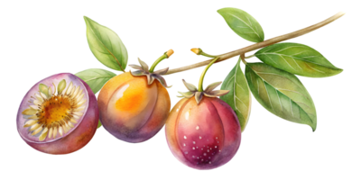 Branch with Passion Fruits - Isolated on Transparent Background png