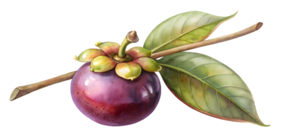 Branch with Mangosteen - Isolated on Transparent Background png