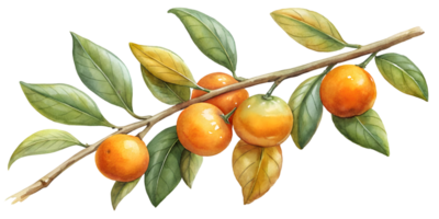Branch with Tangerines - Isolated on Transparent Background png
