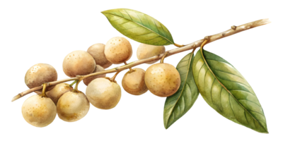 Branch with Longan - Isolated on Transparent Background png