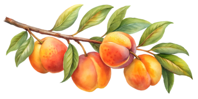 Branch with Peaches - Isolated on Transparent Background png