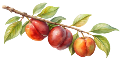 Branch with Nectarines - Isolated on Transparent Background png