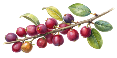 Branch with Serviceberries - Isolated on Transparent Background png