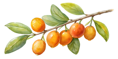 Branch with Kumquats - Transparent Background Branch png