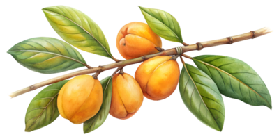 Branch with Sapodillas - Isolated on Transparent Background png