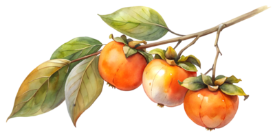 Branch with Persimmons - Isolated on Transparent Background png
