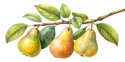 Branch with Pears - Isolated on Transparent Background png