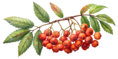 Branch with Rowan Berries - Isolated on Transparent Background png
