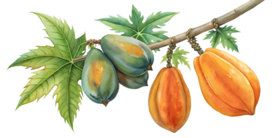 Branch with Papayas - Isolated on Transparent Background png