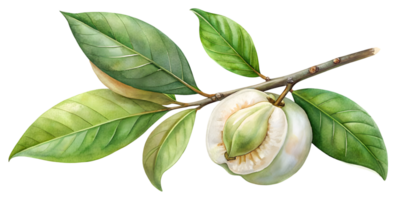 Branch with White Sapote - Isolated on Transparent Background png