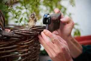 Selective focus. Man using modern smartphone, with installable macro lens, taking photo of a little bird sitting on a wicker basket outdoors. Animals and birds in wild life