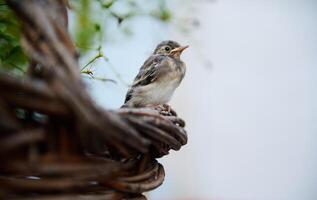 Close-up view of a baby bird sitting on a wicker basket outdoors with copy space for advertising text on white background. Birds in nature. Animals themes. photo