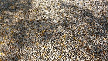 Small pebble background and texture with shadow of trees photo