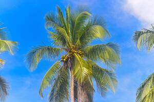 a group of palm trees with a blue sky in the background photo
