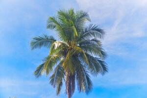 a group of palm trees with a blue sky in the background photo