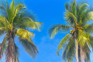 a group of palm trees with a blue sky in the background photo