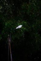 a street light is on a pole in front of a tree photo