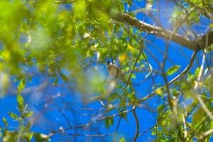 a bird sitting on a branch of a tree photo