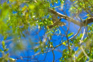 a bird sitting on a branch of a tree photo