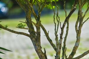 a bird sitting on a tree branch photo