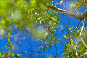 a bird sitting on a branch of a tree photo