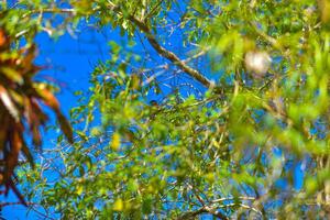 a bird sitting on a branch of a tree photo