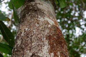 close up photography of tree bark texture suitable for background photo