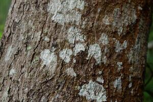 close up photography of tree bark texture suitable for background photo