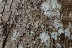 close up photography of tree bark texture suitable for background photo