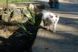 photography of domestic street kitten photo