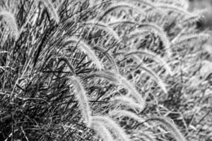 a black and white image of a field of grass blowing in the wind photo