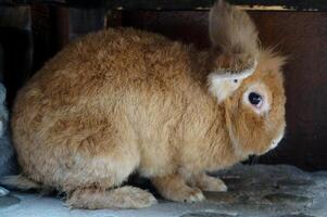 A fluffy brown rabbit is resting comfortably in a cozy corner photo