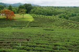 Daytime view of tea plantation hills photo