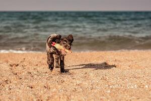 Young springer spaniel dog playing with toy on a floor on sea shore photo