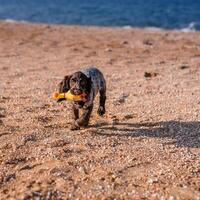 Young springer spaniel dog playing with toy on a floor on sea shore photo