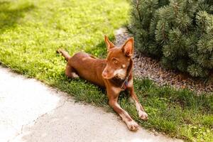 Australian Kelpie puppy lying outside on green lawn, playing with cats and having fun photo