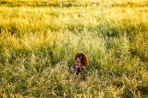 Russian brown spaniel lying in green grass in a field and lit by the setting sun photo