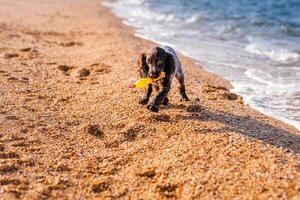 Young springer spaniel dog playing with toy on a floor on sea shore photo