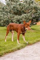 Australian Kelpie puppy outside in the yard on the green lawn photo