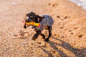 Young springer spaniel dog playing with toy on a floor on sea shore photo